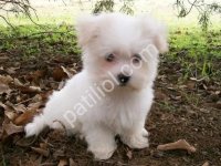 Maltese Terrier Cinsi