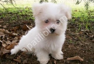 MALTESE TERRİER CİNSİ