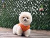 Pamuk Gibi Pomeranian Boo Yavru