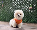 Pamuk Gibi Pomeranian Boo Yavru