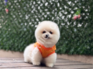 Pamuk Gibi Pomeranian Boo Yavru