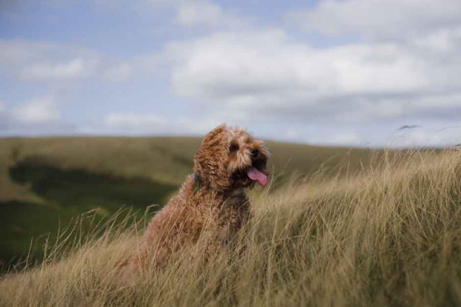 Cockapoo Hakkında Her Şey