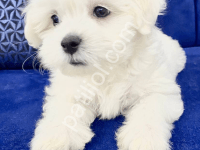 Karbeyazı Maltese Terrier Erkek Yavru