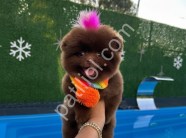 Çikolata Pomeranian Boo