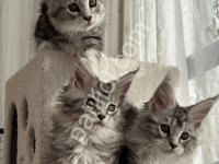 Maine Coon Yavrular