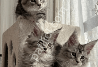 maine coon yavrular