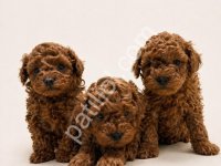 Oyuncu Toy Poodle Sahipleri