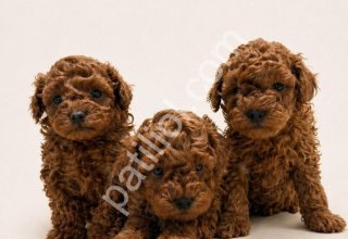 Oyuncu Toy Poodle Sahipleri