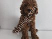 TOY POODLE SEVİMLİ YAVRULAR