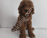 TOY POODLE SEVİMLİ YAVRULAR