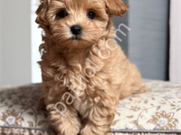 Dost Canlısı Maltipoo Yavrularım