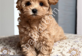 Dost canlısı Maltipoo yavrularım