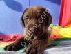 ÇİKOLATA RENK EFSANE GÜZELLİKTE MÜTHİŞ LABRADOR YAVRULAR