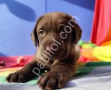 ÇİKOLATA RENK EFSANE GÜZELLİKTE MÜTHİŞ LABRADOR YAVRULAR