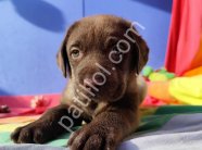 ÇİKOLATA RENK EFSANE GÜZELLİKTE MÜTHİŞ LABRADOR YAVRULAR