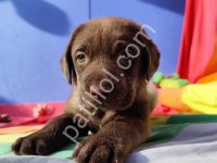 Çikolata Renk Efsane Güzellikte Müthiş Labrador Yavrular