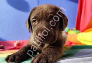 ÇİKOLATA RENK EFSANE GÜZELLİKTE MÜTHİŞ LABRADOR YAVRULAR