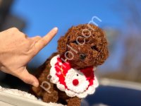 Toy Poodle Sevimli Yavrular Ev Üretimi