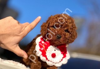 TOY POODLE SEVİMLİ YAVRULAR EV ÜRETİMİ