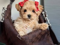 Maltipoo Cinsi Yavrular