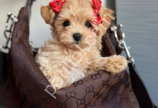 MALTİPOO CİNSİ YAVRULAR