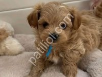 Şecereli Anne Ve Babadan Orjinal Maltipoo Yavrular