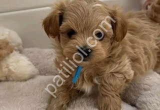 Şecereli Anne ve Babadan Orjinal Maltipoo Yavrular