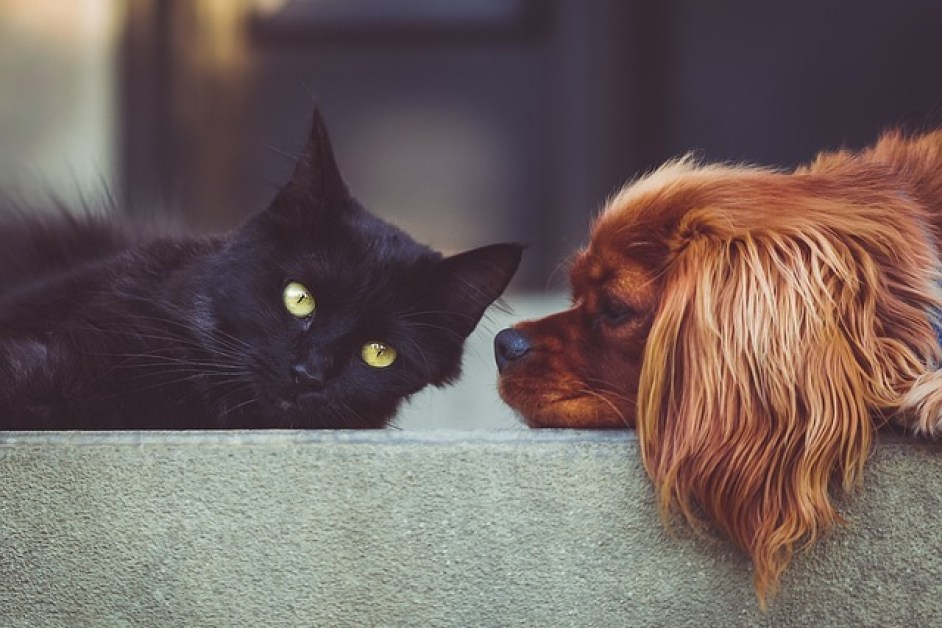 Köpekler Rüyasında Ne Görür?