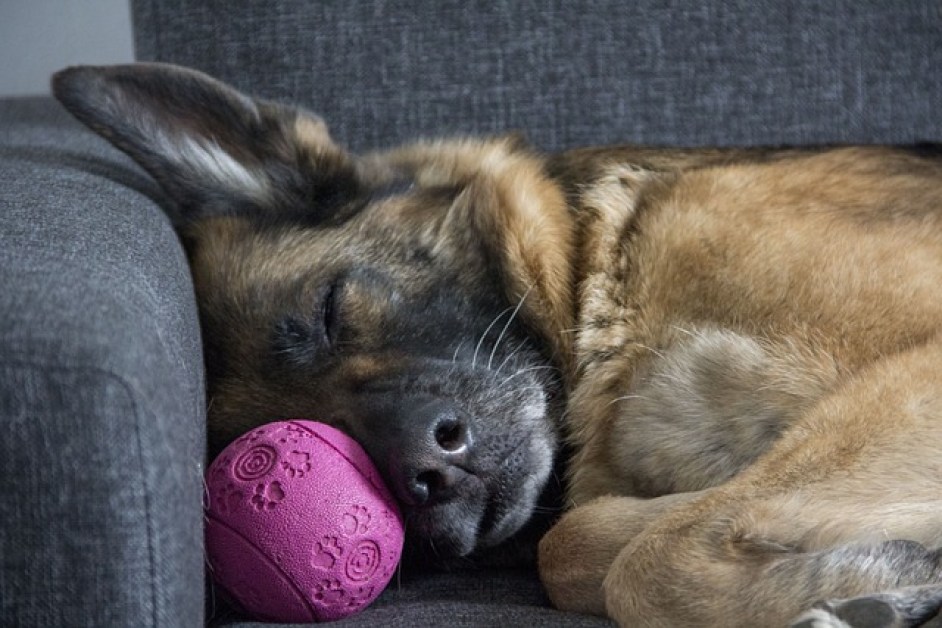Köpekler Neden Titrer? | Titreme Nedenleri ve Çözümleri
