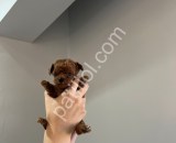 Kore Toy Poodle Bebekler