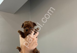 Kore Toy Poodle Bebekler