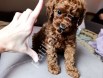 Safkan toy poodle yavrularımız