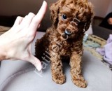 Safkan toy poodle yavrularımız