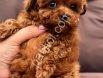 Oyuncak gibi toy poodle yavruları