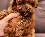 Oyuncak gibi toy poodle yavruları