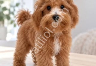 MALTİPOO CİNSİ YAVRULAR
