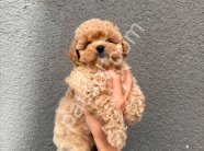 Kore Maltipoo Yavrular