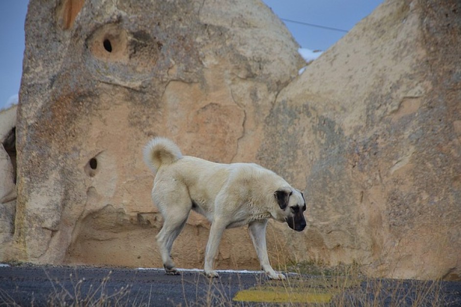 Kangal Hakkında Her Şey