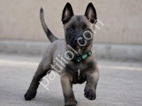 Akıllı Ve Enerjik Belçika Malinois