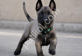 Akıllı ve Enerjik Belçika Malinois