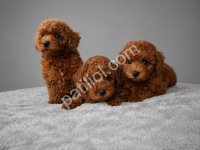 Sosyal Ve Eğitime Uygun Poodle