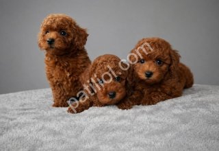 Sosyal ve Eğitime Uygun Poodle