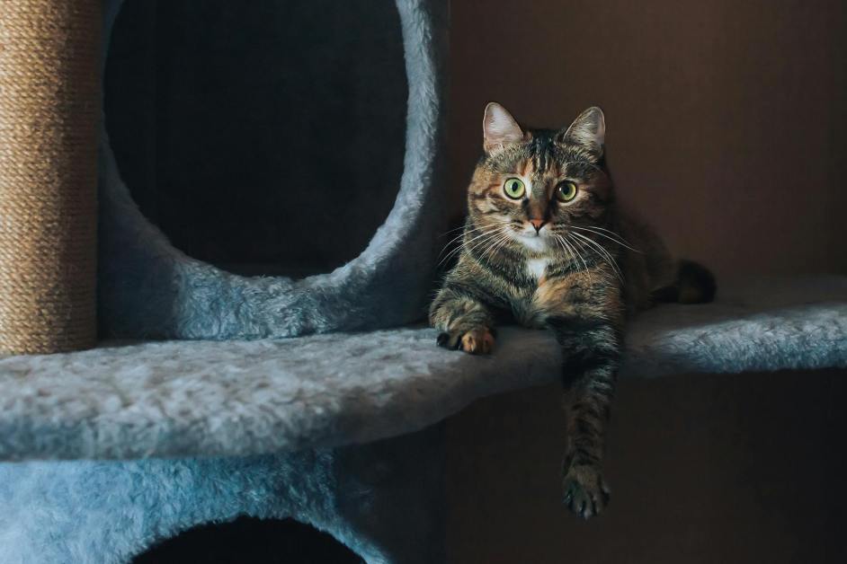 İlk Kez Kedi Sahiplenecekler İçin Kendi Deneyimlerimizden Süzülen 10 Altın Kural