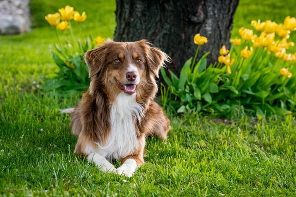Yaşlı Köpeklerde Sağlık Sorunları ve Bakım Önerileri