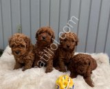 Denizli Merkez Teslime Hazır Poodle Bebekler