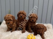 Denizli Merkez Teslime Hazır Poodle Bebekler