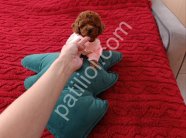 Tuvalet Eğitimli Toy Poodle Bebekler