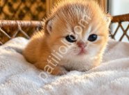 🌟 Golden British Short Hair Yavrularımız 🌟