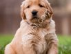 Golden Retriever Yavrular