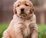 Golden Retriever Yavrular